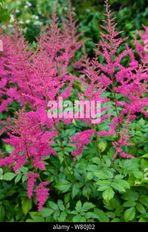 La rosa di fiori di un Astilbe durante un estate scozzese. Foto Stock