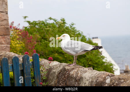 Close up di aringhe gabbiano, Larus argentatus, in piedi su una parete in Crail Fife Scozia. Foto Stock