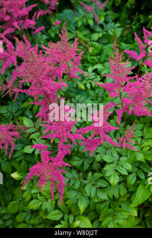 La rosa di fiori di un Astilbe durante un estate scozzese. Foto Stock