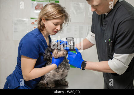 Veterinari oculisti esaminare i feriti occhio di un cane e misurare la pressione con un tonometro in una clinica veterinaria. Foto Stock