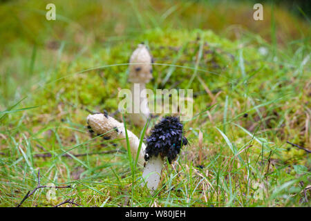 Fungo Stinkhorn Phallus impudicus coperti in bluebottle vola in un bosco vicino a Aberdeen. Foto Stock