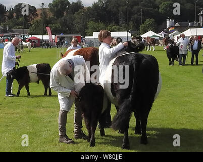 Wigtown orticoli e di pollame mostra 2019 - bovini giudicare Foto Stock