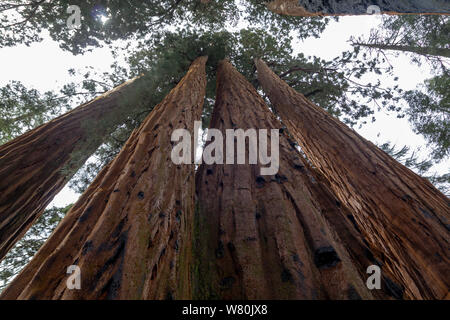 Bassa angolazione di sequoie giganti nel Parco Nazionale di Sequoia, Stati Uniti Foto Stock