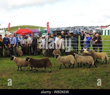 Wigtown Show 2019 - Ovini giudicare l'anello Foto Stock