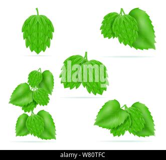 Il luppolo mature e verde di preparazione della birra ingrediente illustrazione vettore isolato su sfondo bianco Illustrazione Vettoriale