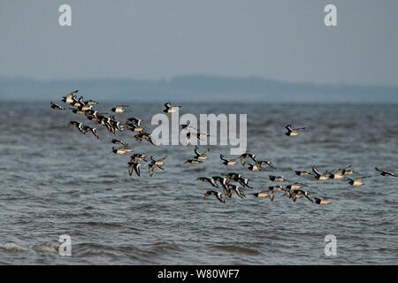 Oystercatchers volare in formazione si trovano di fronte al mare Foto Stock