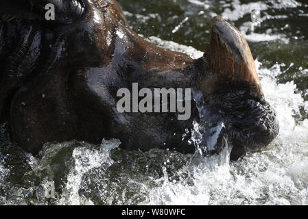 Un rinoceronte indiano non si raffredda in acqua a loro recinto in zoo di Madrid, dove le alte temperature raggiunte 37º gradi centigradi durante le ore pomeridiane.Spagnolo dell agenzia meteo AEMET detto che le temperature dovrebbero superare 41° gradi centigradi domani mercoledì nel sud della Spagna. Calore giallo gli avvisi sono stati rilasciati in parti delle province di Malaga e Granada. Arancione avvertenze di calore il cui significato importante potenziale di rischio sono in luogo di Murcia. Foto Stock