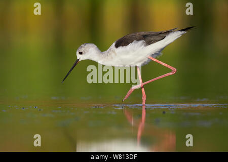 Black-winged Stilt (Himantopus himantopus), la vista laterale di un immaturo camminando in un stagno Foto Stock