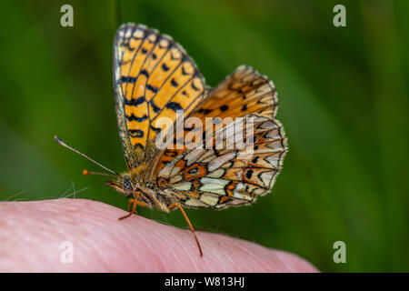 Piccola perla-delimitata fritillary (Boloria selene), Scotstown Moor, Aberdeen Scotland, Regno Unito Foto Stock