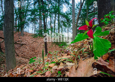 Red Trillium nella foresta, St Clair County, Michigan Foto Stock