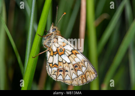 Piccola perla-delimitata fritillary (Boloria selene), Scotstown Moor, Aberdeen Scotland, Regno Unito Foto Stock