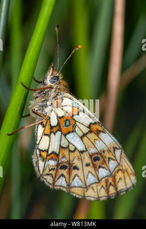 Piccola perla-delimitata fritillary (Boloria selene), Scotstown Moor, Aberdeen Scotland, Regno Unito Foto Stock