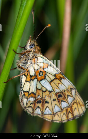 Piccola perla-delimitata fritillary (Boloria selene), Scotstown Moor, Aberdeen Scotland, Regno Unito Foto Stock