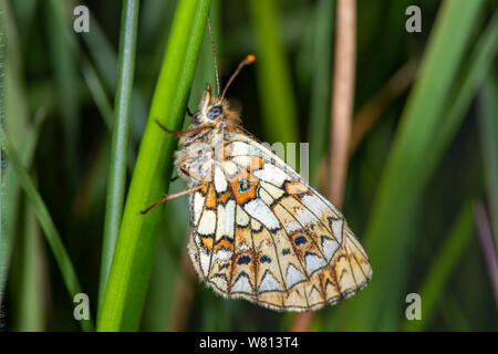 Piccola perla-delimitata fritillary (Boloria selene), Scotstown Moor, Aberdeen Scotland, Regno Unito Foto Stock