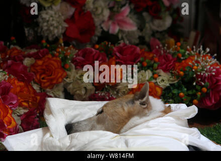 I resti di 12-anno-vecchio cane, nome è Meji visto su un vassoio durante il suo funerale buddista servizio a Klong Toey Nai tempio a Bangkok.vittime gli amanti degli animali in Bangkok venite a Klong Toey Nai tempio per contrassegnare il passaggio dei loro amici animali con un buddista pieno servizio funebre che comincia con la preghiera da monaci e circa 2 ore di cremazione. Foto Stock