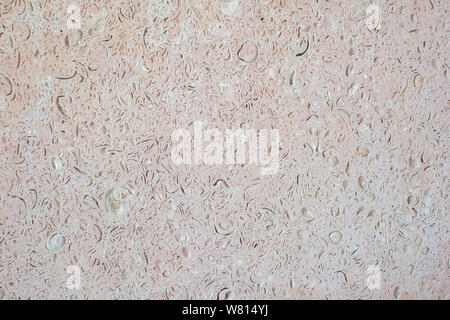 Texture in marmo piastrelle rosa pastello con tracce di conchiglie di mare e la loro inclusioni. Sfondo. Texture organico Foto Stock
