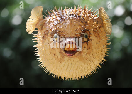 Foto di un preparato blowfish contro sfondo sfocato Foto Stock