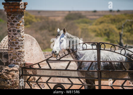 Cavallo grigio in un paddock di un ranch di lavoro di sbirciare da dietro il cancello di ferro decorato con ferri di cavallo Foto Stock