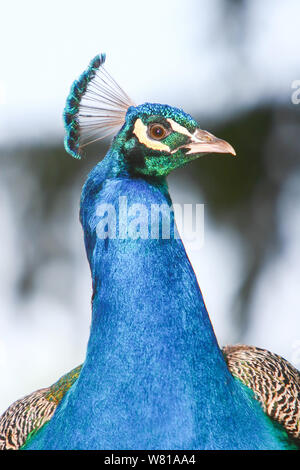 Una vista frontale di un blu pavone. Foto Stock