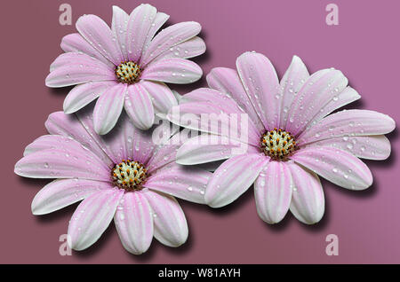 Chiudere fino a tre boccioli rosa del Fiore Dahlia con gocce di acqua, isolato su sfondo rosa con gradiente di colore Foto Stock