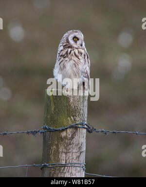 Breve Eared Owl asio flammeus seduto su un palo di legno nella Pennine uplands in primavera. Foto Stock