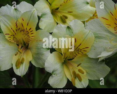 Primo piano della bella giglio peruviano (Alstroemeria) con fiori bianchi e petali gialli Foto Stock