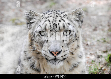 Maschio di snow leopard guardando alla fotocamera Foto Stock