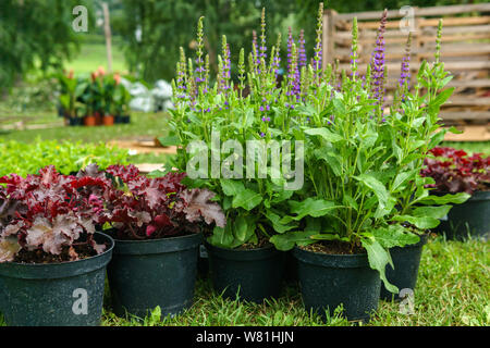 Ornamentali piante in vaso preparato per piantare nel terreno aperto, per esterno Foto Stock