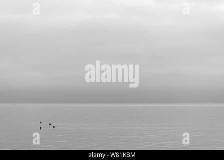 Splendido e tranquillo sfondo bianco e nero del tono di Misty e nuvoloso sul lago di Ginevra, Losanna ,svizzera con quattro swan o uccelli nuotare sul lago. Foto Stock