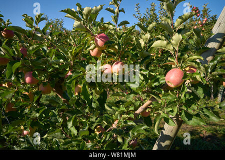 Mele mature sull'albero. Mele pronte per essere raccolte nella Okanagan vicino Osoyoos, British Columbia, Canada. Foto Stock