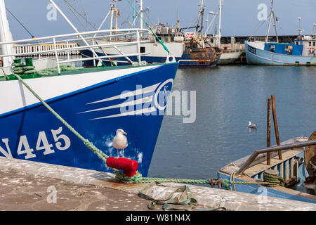 Gull su un bollard davanti di pesca di un peschereccio, Oesterby Harbour, Laesoe, Danimarca Foto Stock
