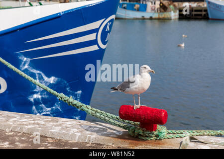 Gull su un bollard davanti di pesca di un peschereccio, Oesterby Harbour, Laesoe, Danimarca Foto Stock