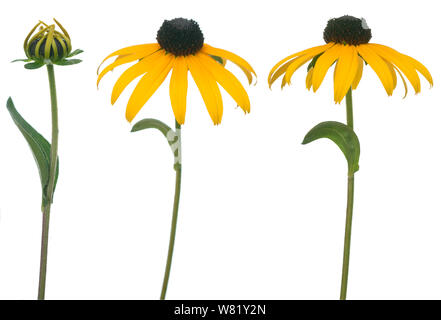 Black Eyed susan isolare su sfondo bianco Foto Stock