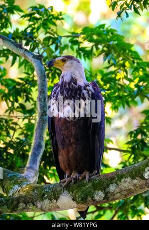 Scatto verticale di un'aquila marrone seduta su un albero diramazione con sfondo naturale sfocato Foto Stock