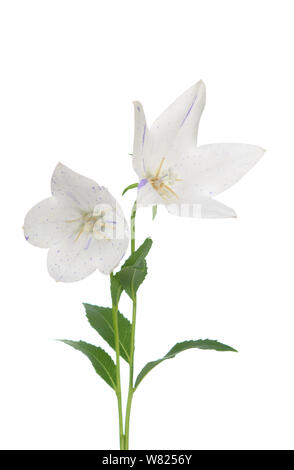 Platycodon grandiflorus fiore isolato su bianco Foto Stock