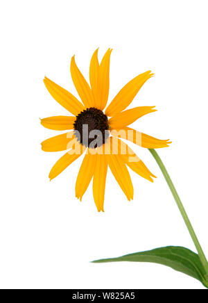 Black Eyed susan isolare su sfondo bianco Foto Stock