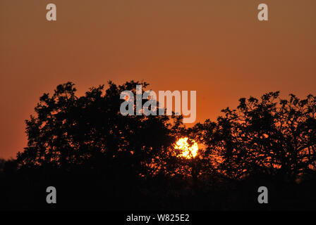 Sequenza di immagini di un tramonto dallo stesso punto di vista nella Kapama, Sud Africa Foto Stock