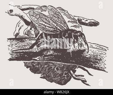 Bald-di fronte hornet (dolichovespula maculata) seduto su un ramo di fronte il suo nido. Illustrazione dopo una storica incisione dall'inizio 20c Illustrazione Vettoriale