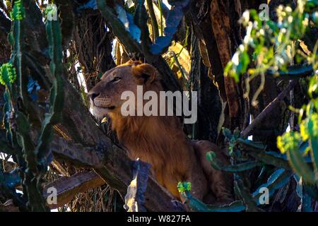 Fuoco selettivo di un leone seduto al centro di alberi in una giornata di sole Foto Stock