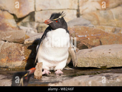 Pinguini saltaroccia on Sea Lion Island, Isole Falkland, Sud Atlantico Foto Stock