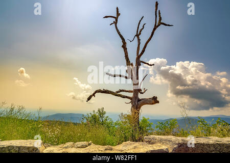 Albero morto lungo la skyline drive parco nazionale. La skyline drive è di 105 miglia lungo e corre lungo la Blue Ridge Parkway nella Appalachian mountain Foto Stock