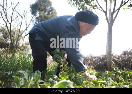 Il 94-anno-vecchio Kungfu cinese Zhang master Hexian picks verdura presso il Suo terreno coltivato nel villaggio Dongyuan, Liyang town, Ninghai county, città di Ningbo, est ch Foto Stock