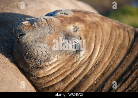 Guarnizione di elefante snoozing sull'erba al tramonto sul Sea Lion Island, Isole Falkland Foto Stock