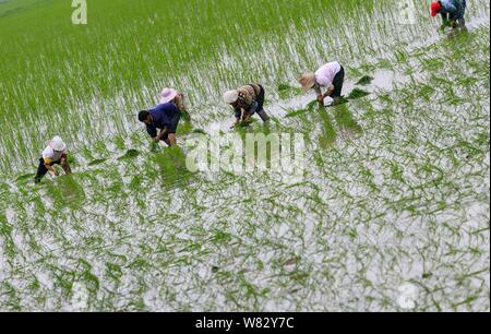 --FILE--degli agricoltori cinesi di trapianto di piantine di riso in un campo di riso in De' Un county, città Jiujiang, Cina orientale della provincia di Jiangxi, 26 giugno 2016. Cina Foto Stock