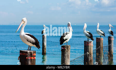 Pellicani su pali in acqua di mare Foto Stock