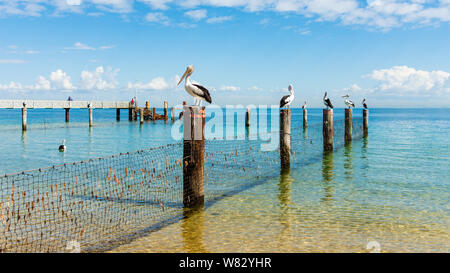 Pellicani su pali in acqua di mare Foto Stock