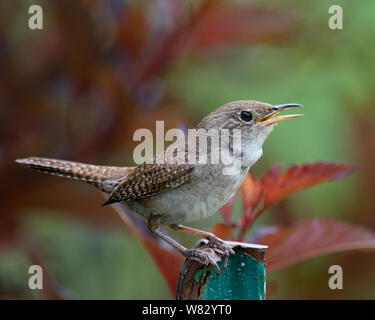 Una casa wren, Troglodytes aedon, seduto su un palo da recinzione e cantare nel giardino speculatore, NY USA Foto Stock