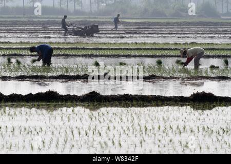 --FILE--degli agricoltori cinesi aratro o trapianto di piantine di riso in un campo di riso nel villaggio Yuanji, Huaian city, est cinese della provincia di Jiangsu, 18 giugno 201 Foto Stock