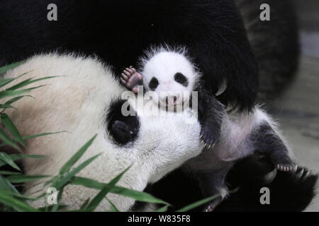 --FILE--l'uno-mese-vecchio panda gigante cub "Hua Sheng' è raffigurato con la sua madre 'Guo Guo' a Shanghai la base della Cina Conservazione e Ricerca Foto Stock