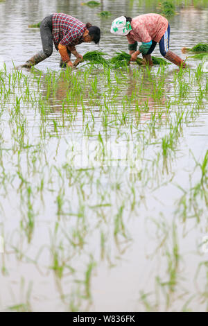 --FILE--degli agricoltori cinesi di trapianto di piantine di riso in un campo di riso in De' Un county, città Jiujiang, Cina orientale della provincia di Jiangxi, 26 giugno 2016. Cina Foto Stock